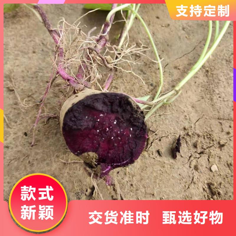 |连云|海州|宿迁|泰州|苏州|镇江|常州|扬州乐农紫薯苗紫薯雪花片源厂定制