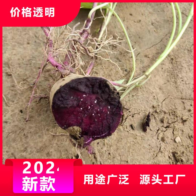 南瓜粉视频-海州|赣榆|淮安|泰州|盐城|南通南瓜粉定金锁价-乐农食品(连云港市分公司)