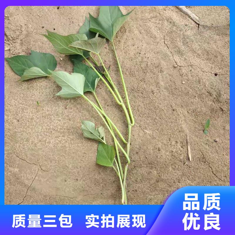 【紫薯苗南瓜粉好品质售后无忧】
