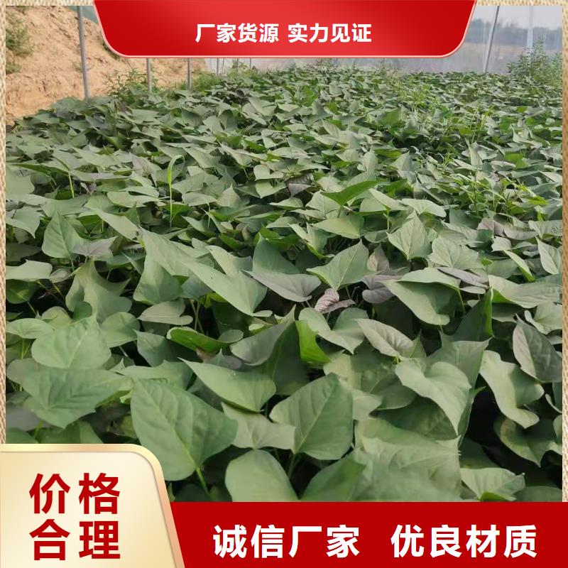 紫薯苗-菠菜粉今日价格