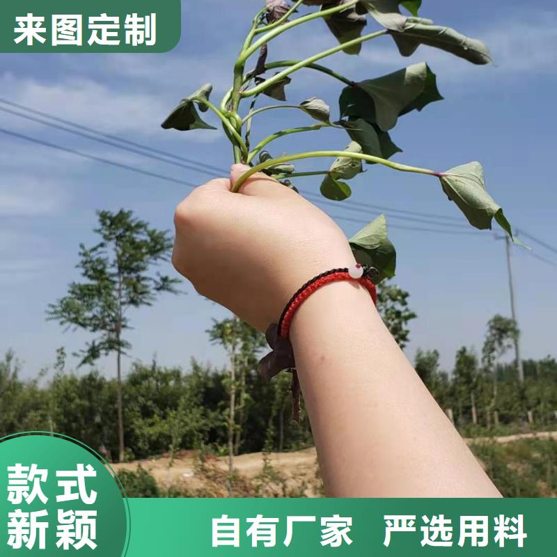 【紫薯苗】紫薯粉商家