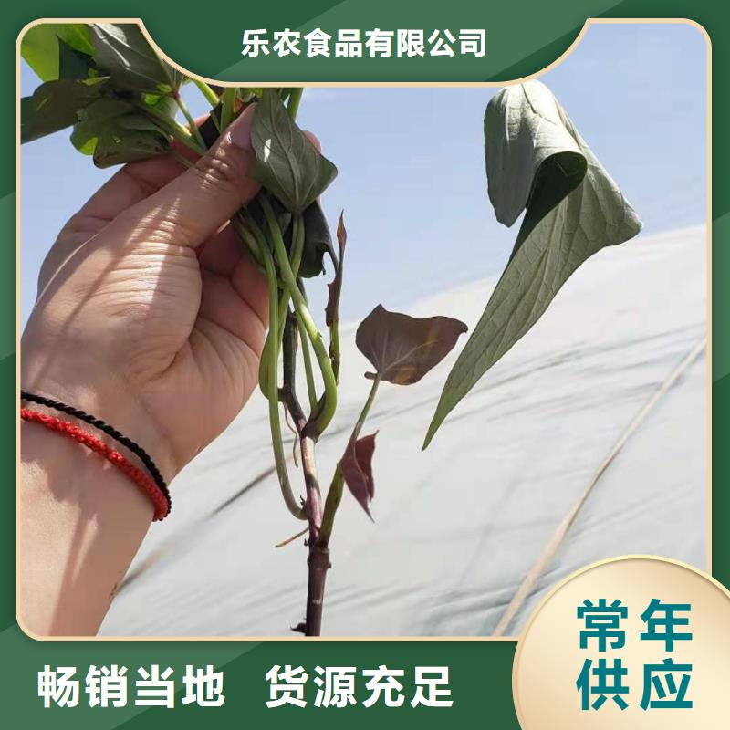 【紫薯苗】紫薯粉商家