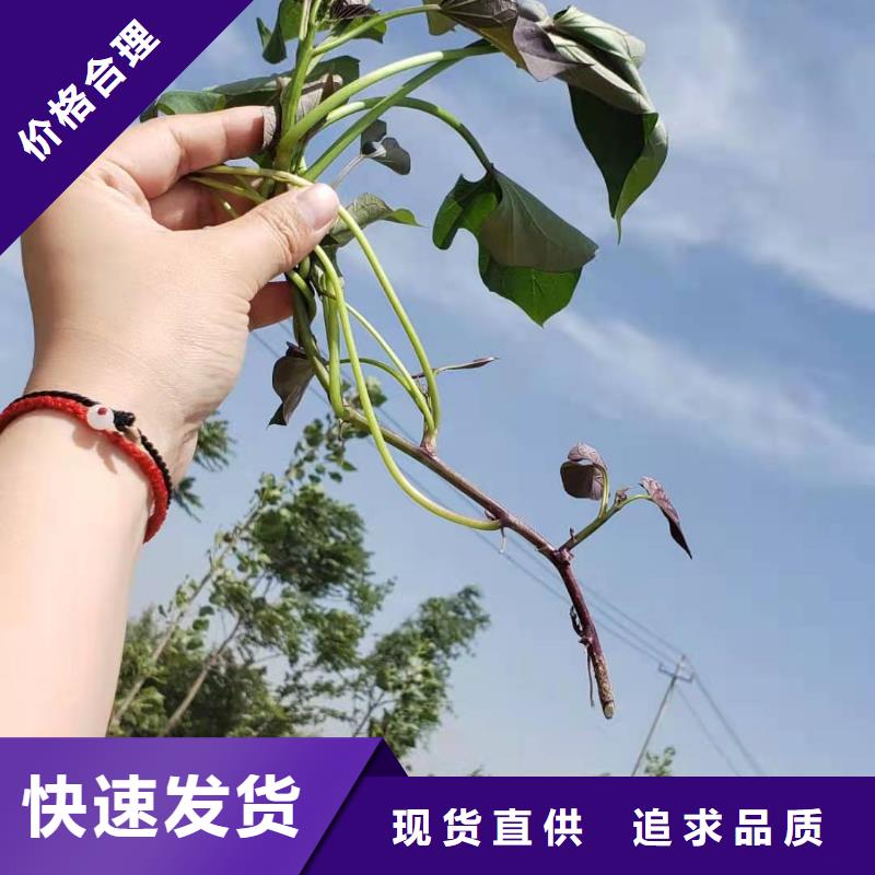 |连云|海州|宿迁|泰州|苏州|镇江|常州|扬州乐农紫薯苗紫薯雪花片源厂定制