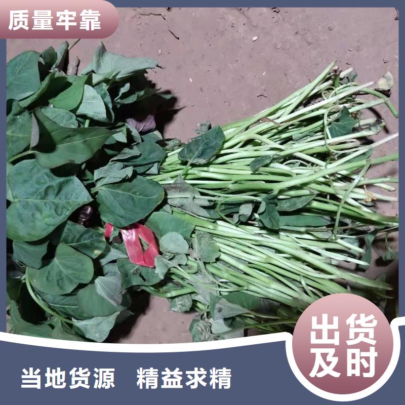 紫薯苗-南瓜粉品质之选