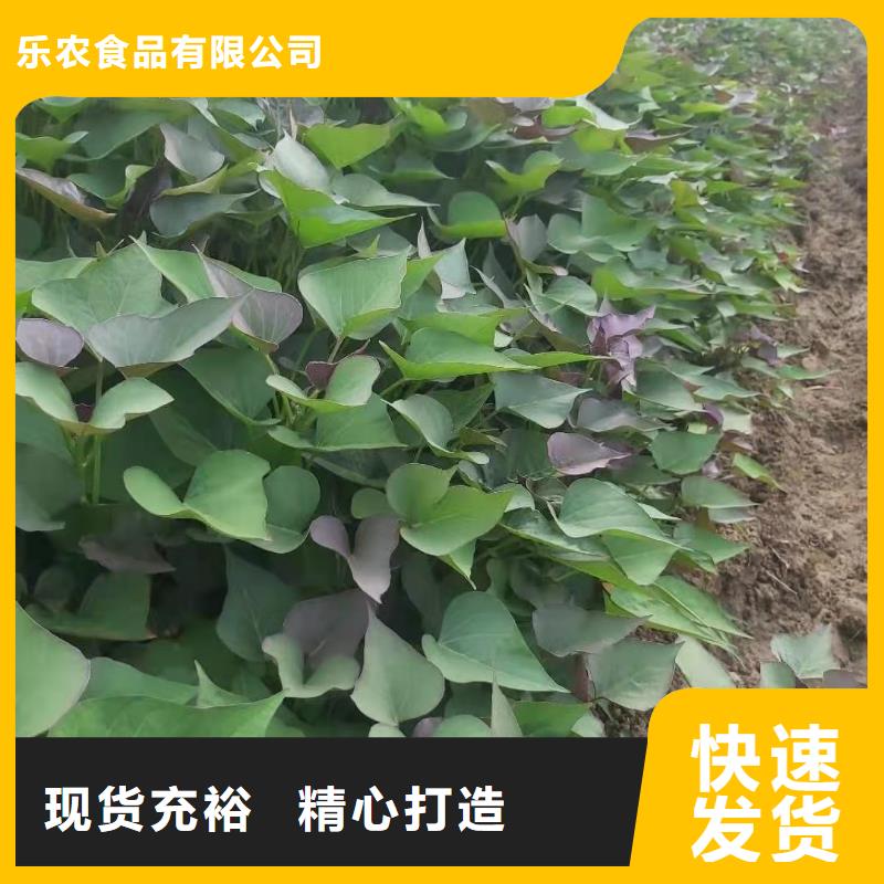 南瓜粉视频-海州|赣榆|淮安|泰州|盐城|南通南瓜粉定金锁价-乐农食品(连云港市分公司)
