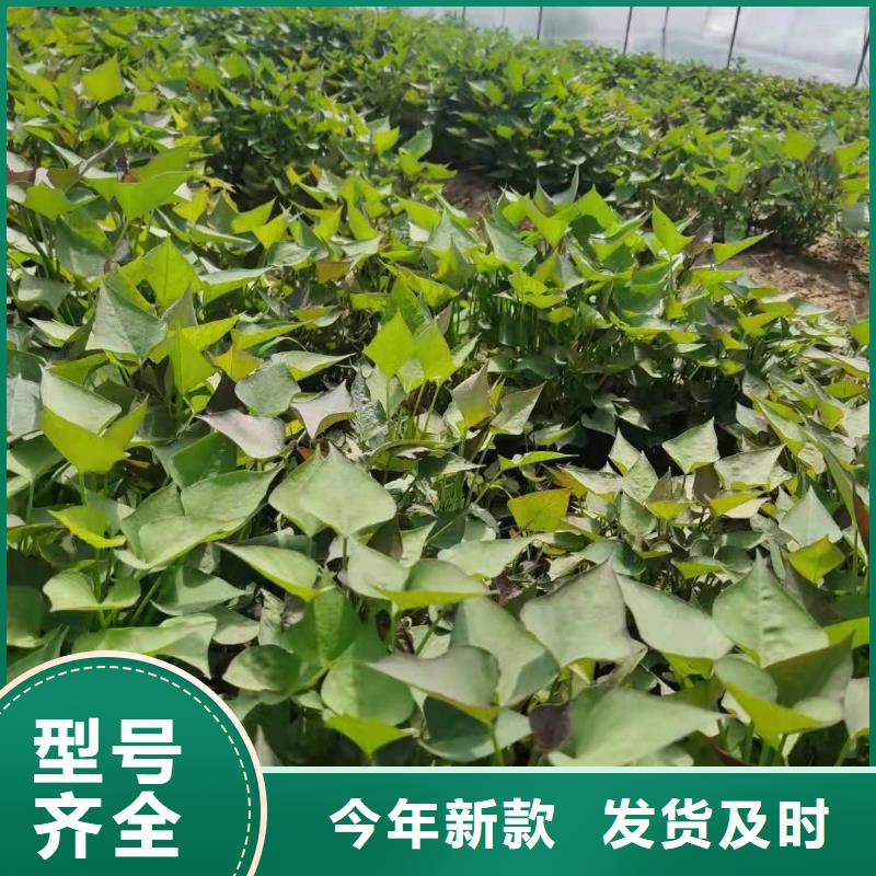 紫薯苗,【南瓜粉】当地厂家值得信赖 乐农食品(揭阳市分公司)
