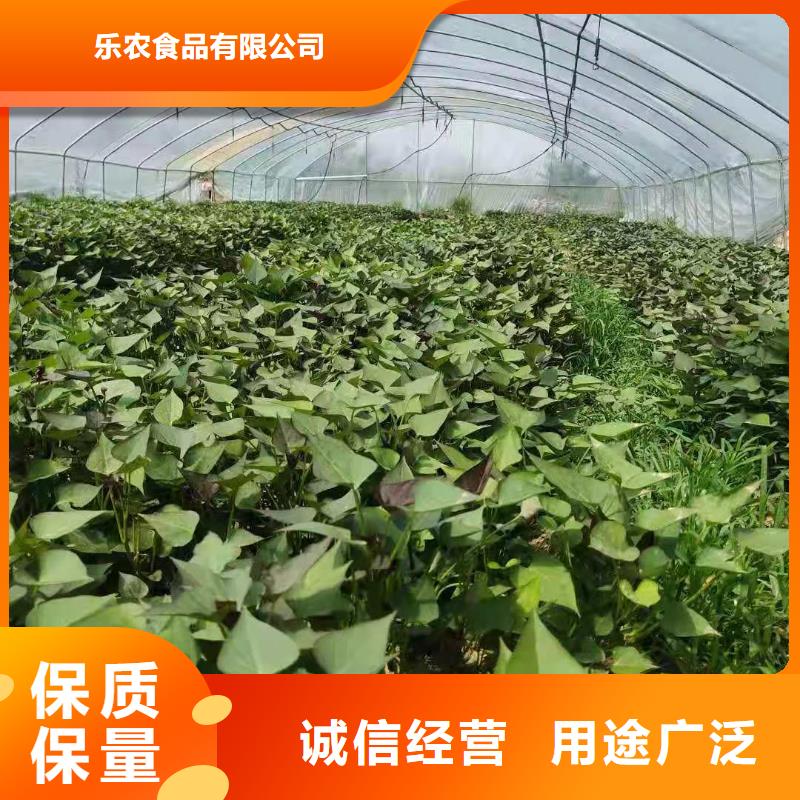 【紫薯苗】胡萝卜粉厂家自营