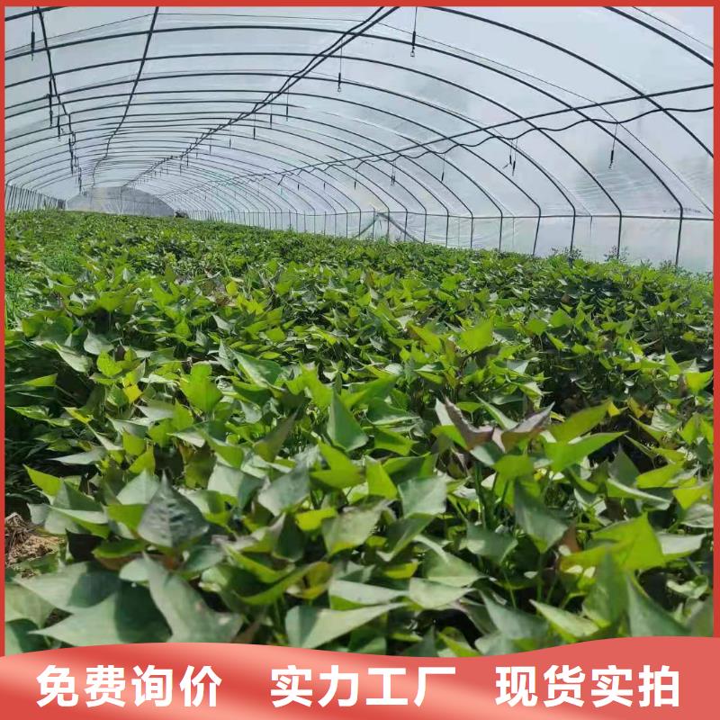 【紫薯苗】胡萝卜粉厂家自营