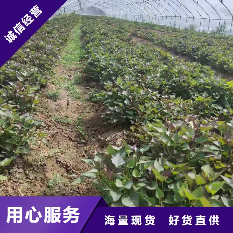 紫薯苗南瓜粉源头把关放心选购