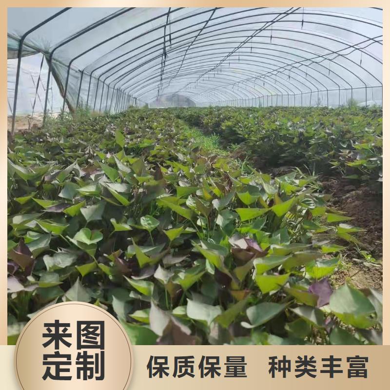 【紫薯苗】胡萝卜粉厂家自营