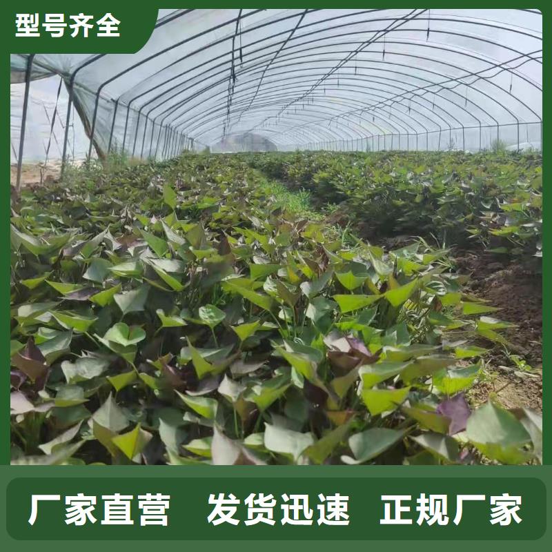 【紫薯苗】南瓜粉严格把控质量