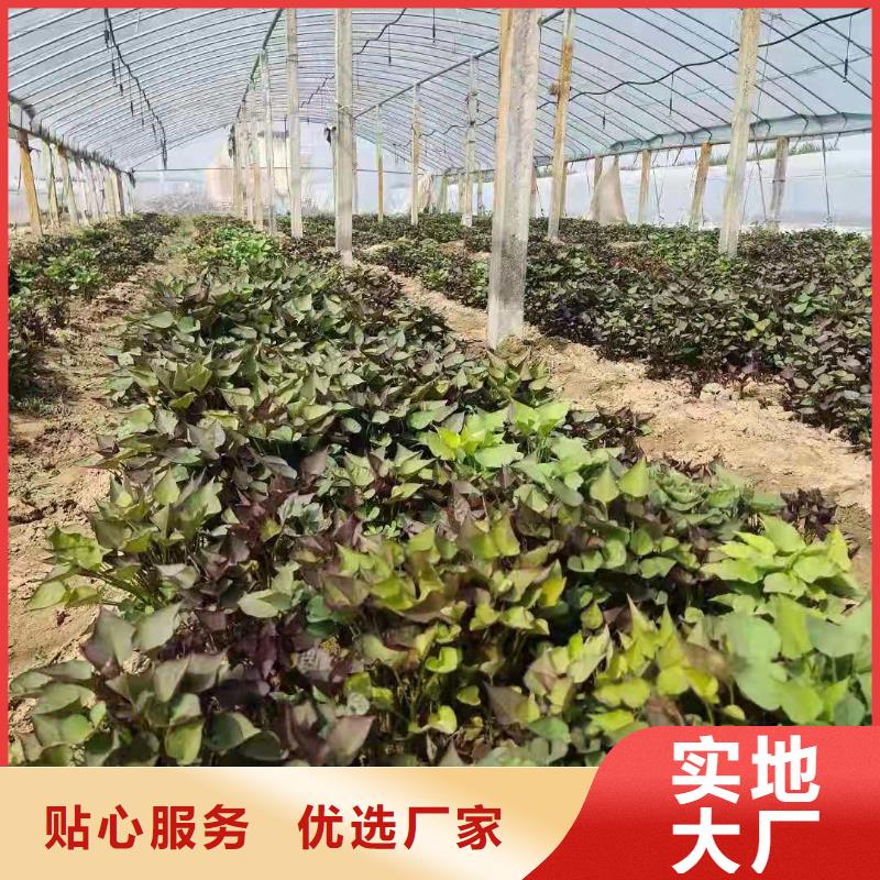 【紫薯苗】紫薯粉商家