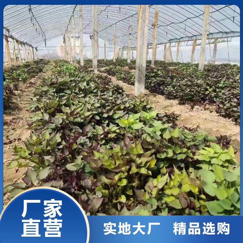 紫薯苗羽衣甘蓝粉支持大小批量采购