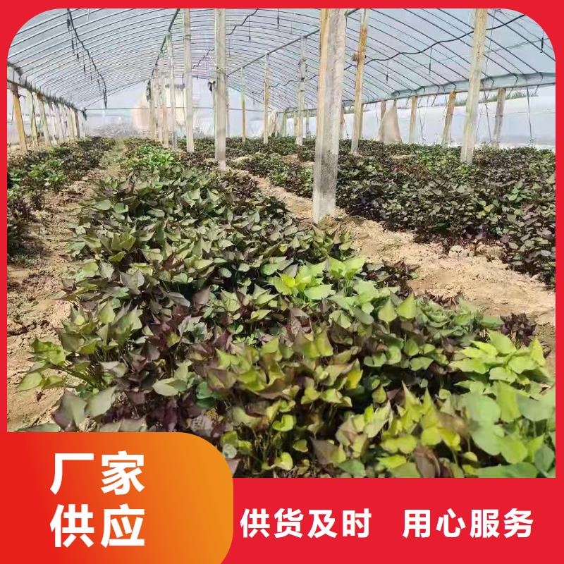 紫薯苗红薯粉口碑好实力强
