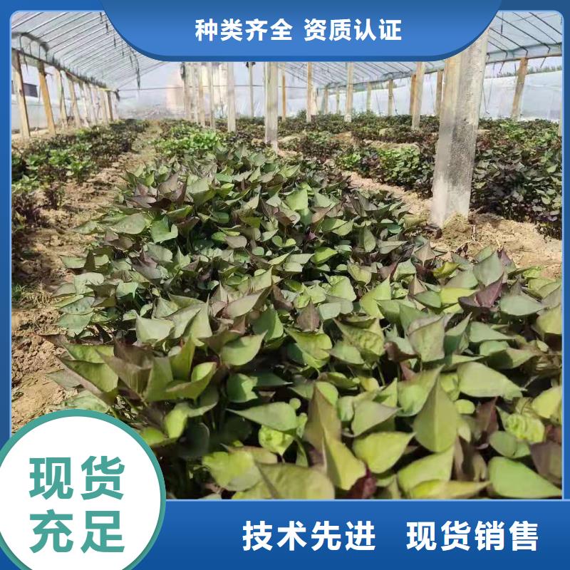 【紫薯苗】紫薯粉商家