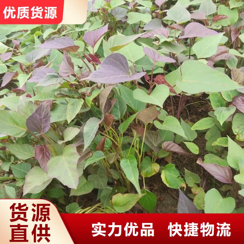 紫薯苗羽衣甘蓝粉支持大小批量采购