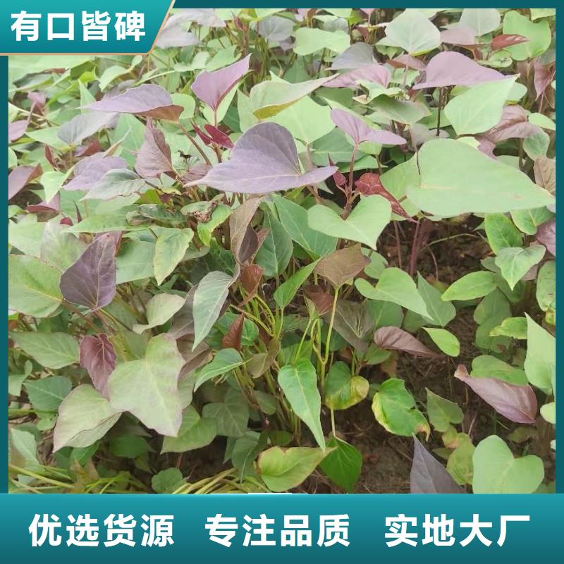 南瓜粉视频-惠来|揭西|梅州|潮州|茂名|湛江|东莞|珠海南瓜粉厂家直销-乐农食品(揭阳市分公司)