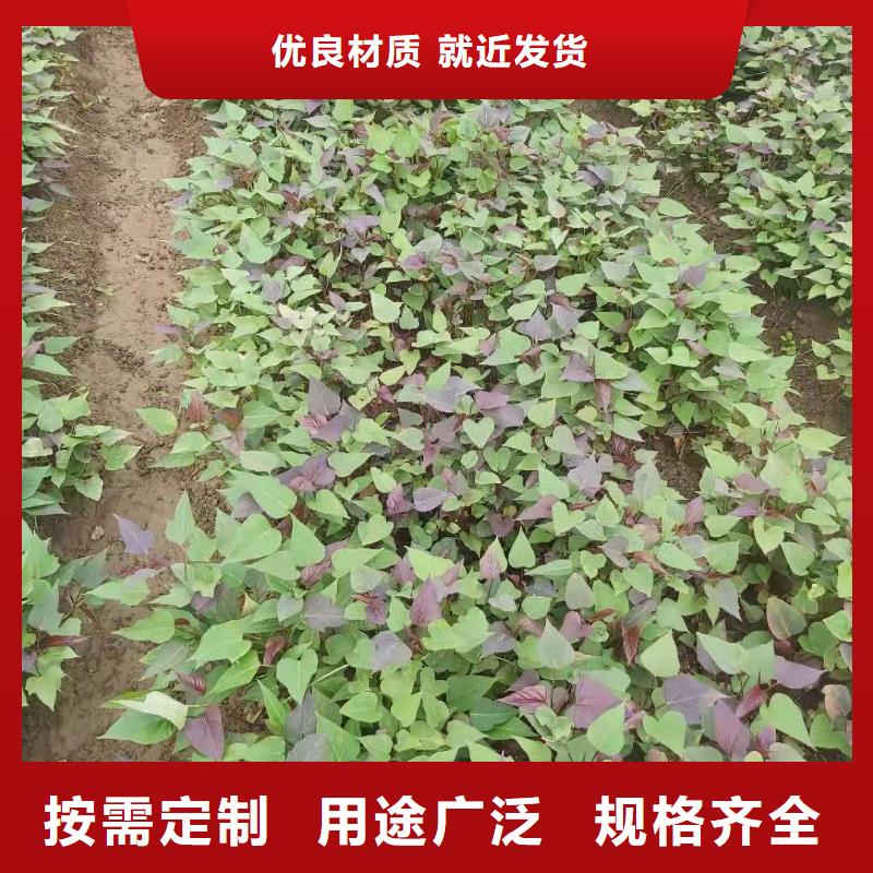 【紫薯苗】 胡萝卜粉信誉至上|垦利|广饶|潍坊|济宁|淄博|枣庄|济南aq00.com
