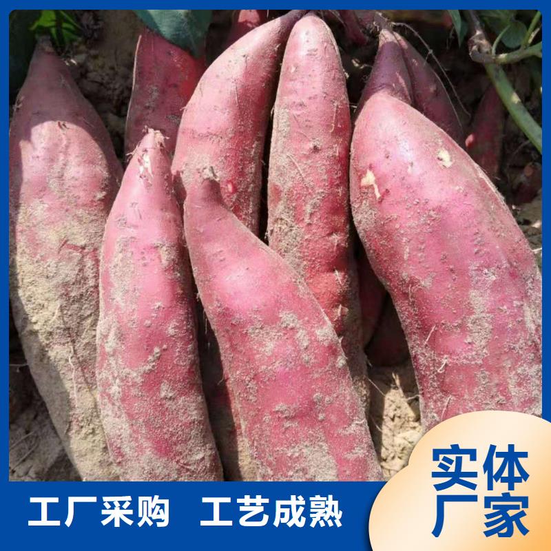 南瓜粉视频-海州|赣榆|淮安|泰州|盐城|南通南瓜粉定金锁价-乐农食品(连云港市分公司)