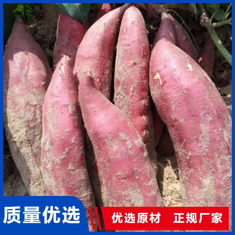 |连云|海州|宿迁|泰州|苏州|镇江|常州|扬州乐农紫薯苗紫薯雪花片源厂定制