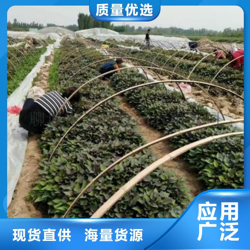 |连云|海州|宿迁|泰州|苏州|镇江|常州|扬州乐农紫薯苗紫薯雪花片源厂定制
