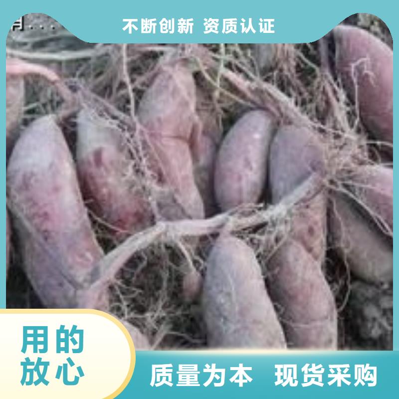 南瓜粉视频-惠来|揭西|梅州|潮州|茂名|湛江|东莞|珠海南瓜粉厂家直销-乐农食品(揭阳市分公司)