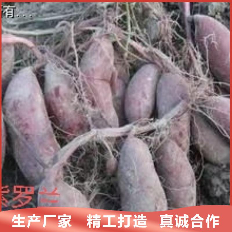 紫薯苗羽衣甘蓝粉保障