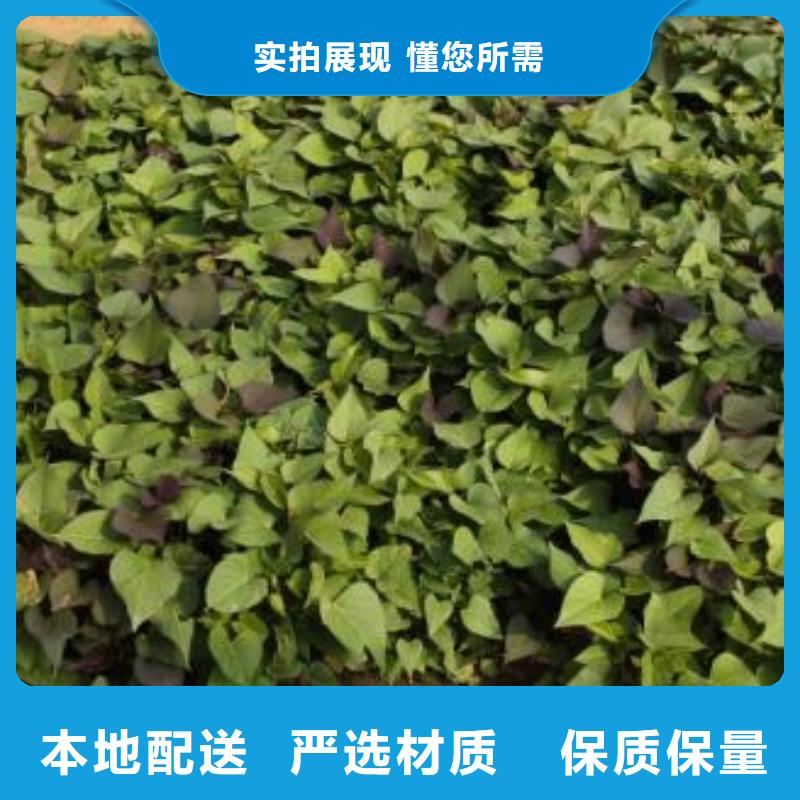 【紫薯苗】胡萝卜粉厂家自营