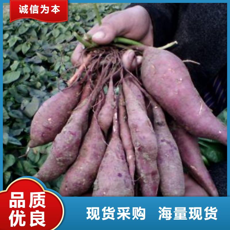 【紫薯苗南瓜粉好品质售后无忧】