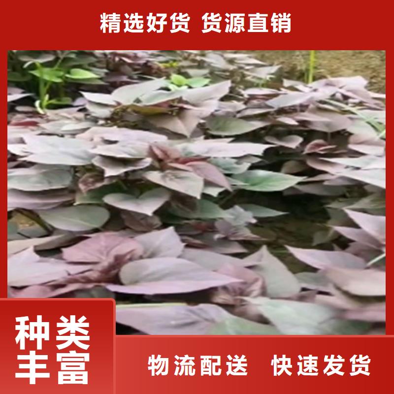 南瓜粉视频-海州|赣榆|淮安|泰州|盐城|南通南瓜粉定金锁价-乐农食品(连云港市分公司)