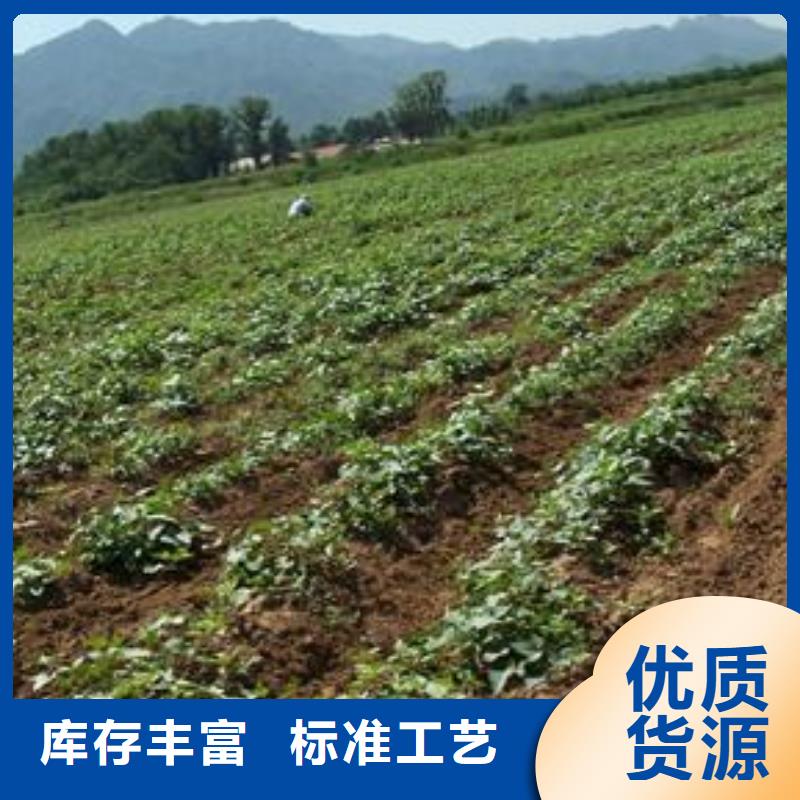 南瓜粉视频-海州|赣榆|淮安|泰州|盐城|南通南瓜粉定金锁价-乐农食品(连云港市分公司)