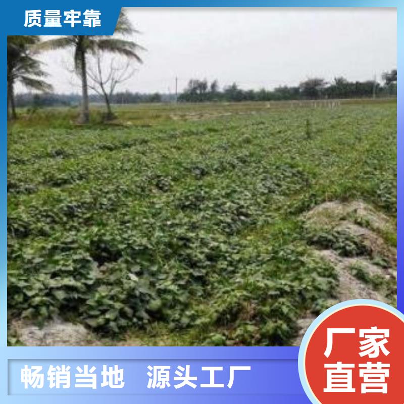 【紫薯苗南瓜粉好品质售后无忧】