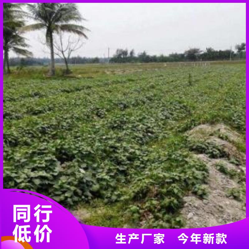 【紫薯苗】 胡萝卜粉信誉至上|垦利|广饶|潍坊|济宁|淄博|枣庄|济南aq00.com