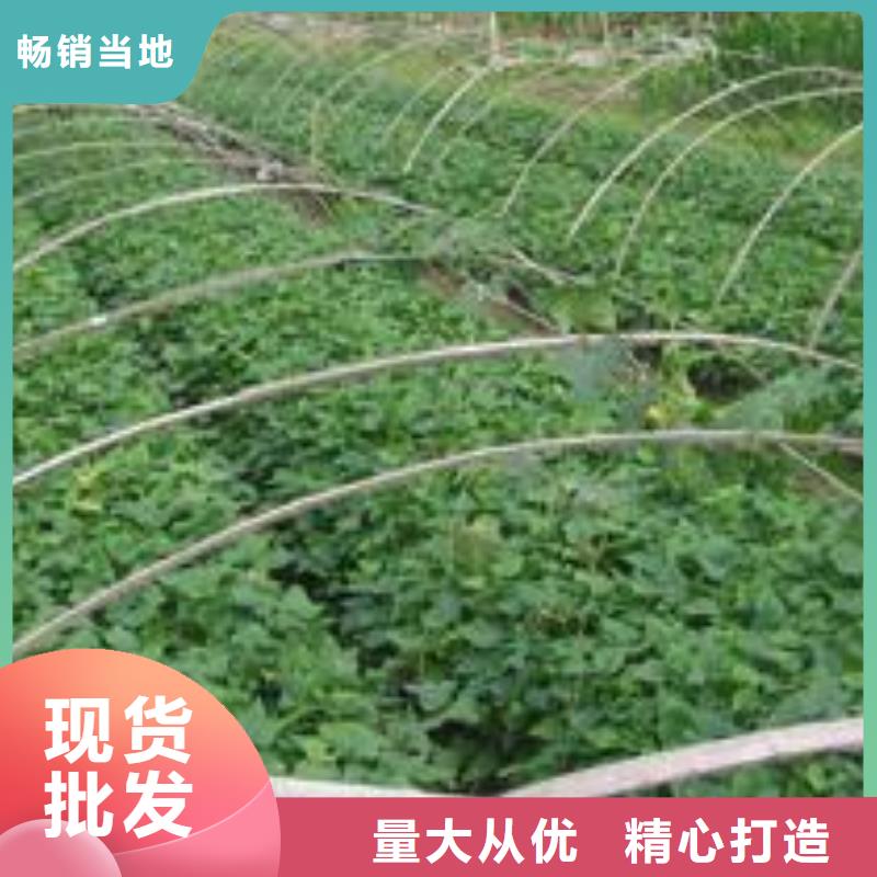 南瓜粉视频-惠来|揭西|梅州|潮州|茂名|湛江|东莞|珠海南瓜粉厂家直销-乐农食品(揭阳市分公司)