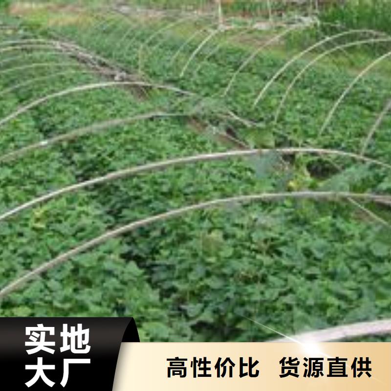 |连云|海州|宿迁|泰州|苏州|镇江|常州|扬州乐农紫薯苗紫薯雪花片源厂定制