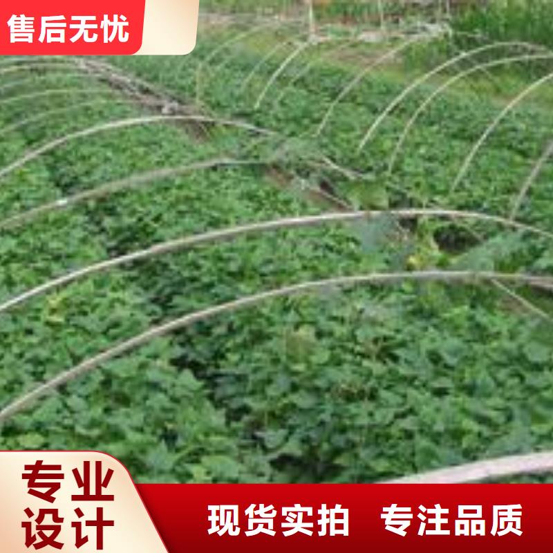 紫薯苗紫薯粉厂家直销规格多样