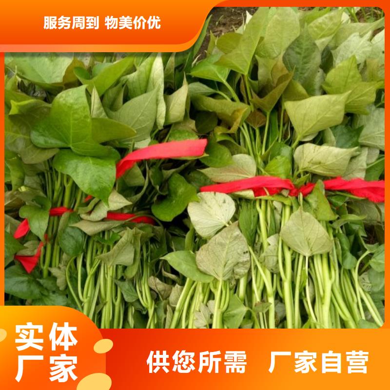 南瓜粉视频-海州|赣榆|淮安|泰州|盐城|南通南瓜粉定金锁价-乐农食品(连云港市分公司)