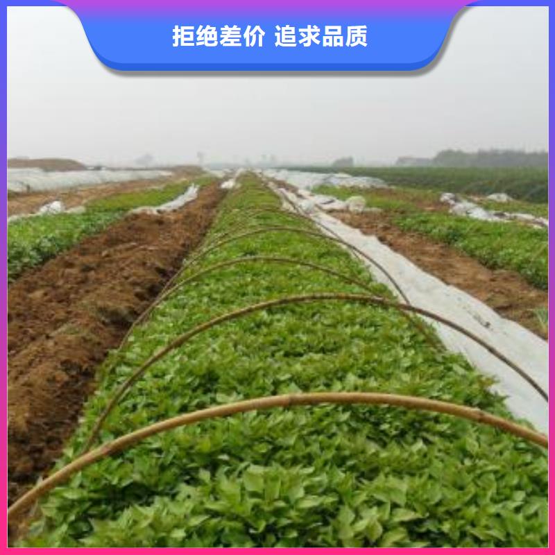 南瓜粉视频-海州|赣榆|淮安|泰州|盐城|南通南瓜粉定金锁价-乐农食品(连云港市分公司)