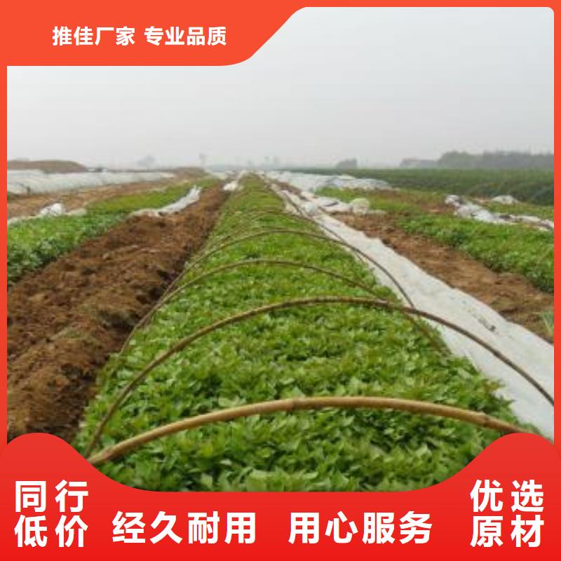 紫薯苗紫薯雪花片购买的是放心