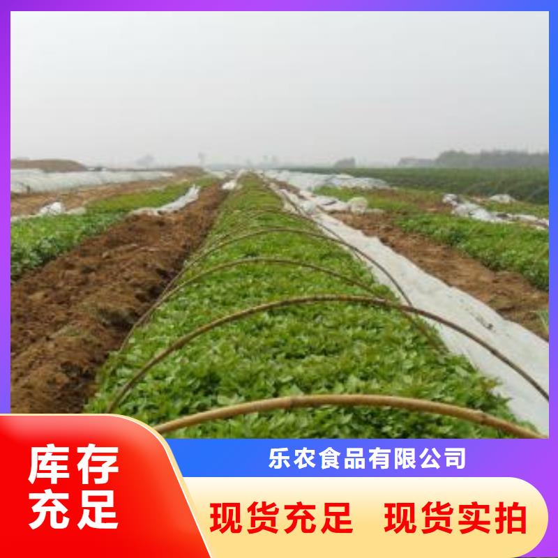 紫薯苗-南瓜粉品质之选