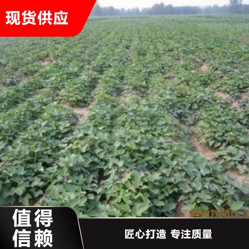 紫薯苗,【南瓜粉】当地厂家值得信赖 乐农食品(揭阳市分公司)