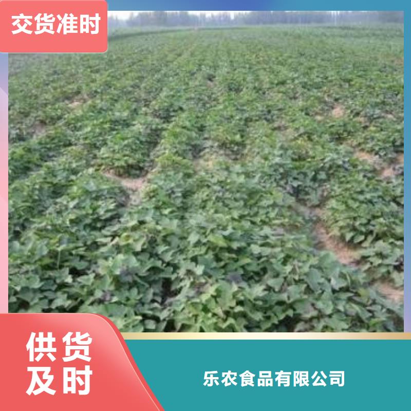 紫薯苗红薯粉口碑好实力强