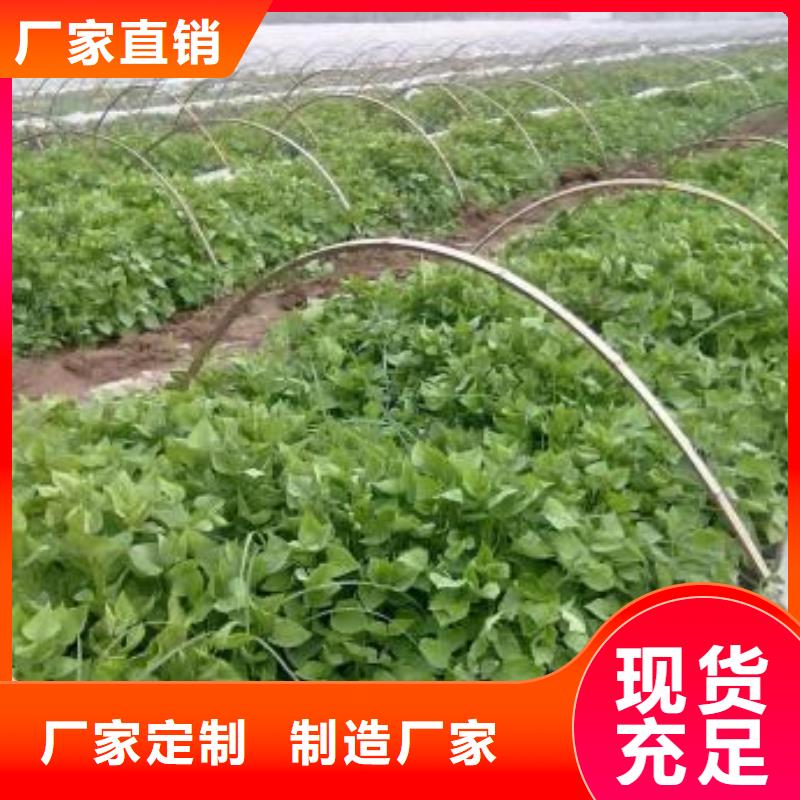 南瓜粉视频-惠来|揭西|梅州|潮州|茂名|湛江|东莞|珠海南瓜粉厂家直销-乐农食品(揭阳市分公司)