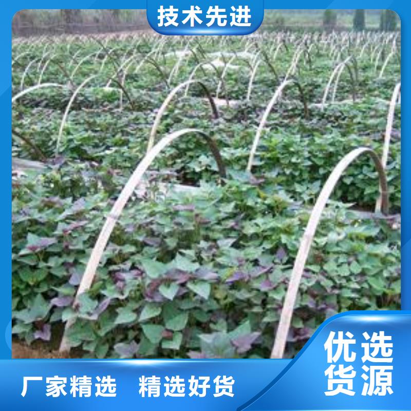 【紫薯苗】胡萝卜粉厂家自营