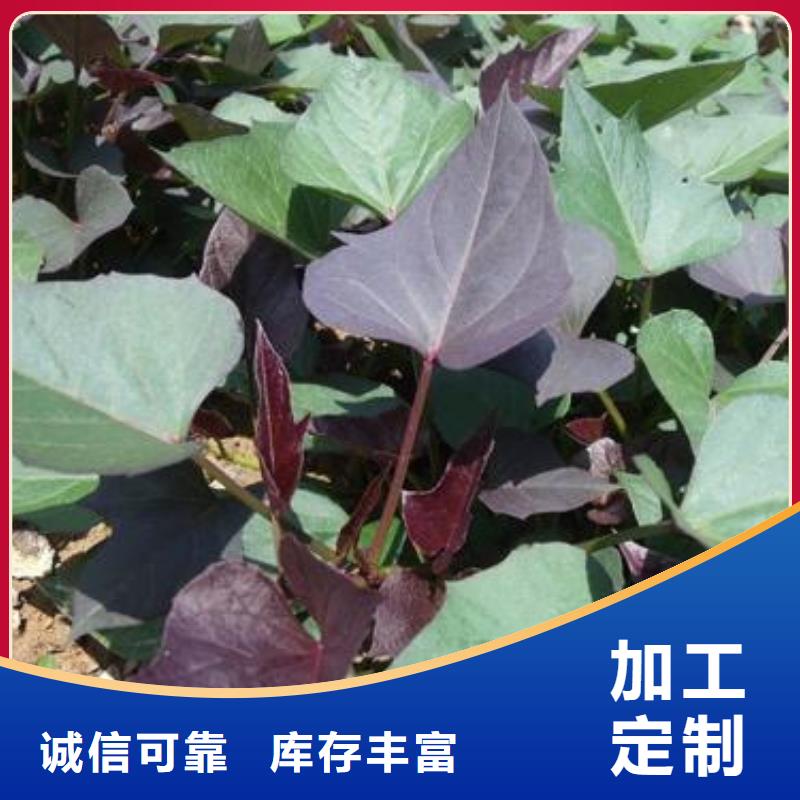 【紫薯苗】 胡萝卜粉信誉至上|垦利|广饶|潍坊|济宁|淄博|枣庄|济南aq00.com