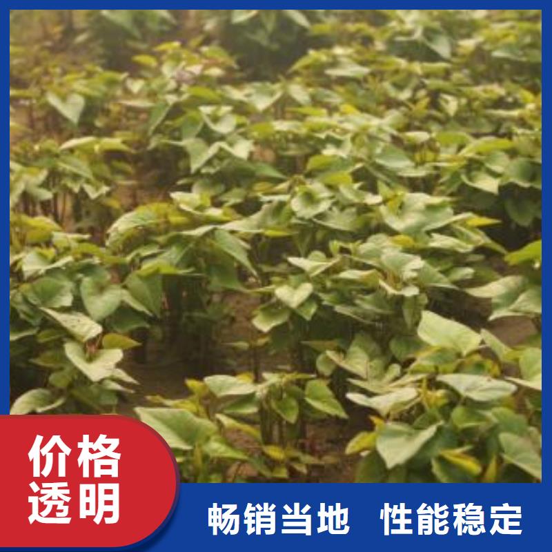 【紫薯苗】胡萝卜粉厂家自营