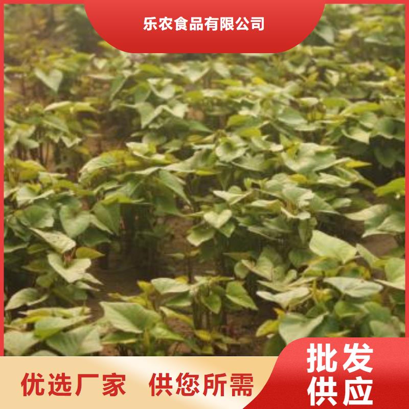 南瓜粉视频-海州|赣榆|淮安|泰州|盐城|南通南瓜粉定金锁价-乐农食品(连云港市分公司)