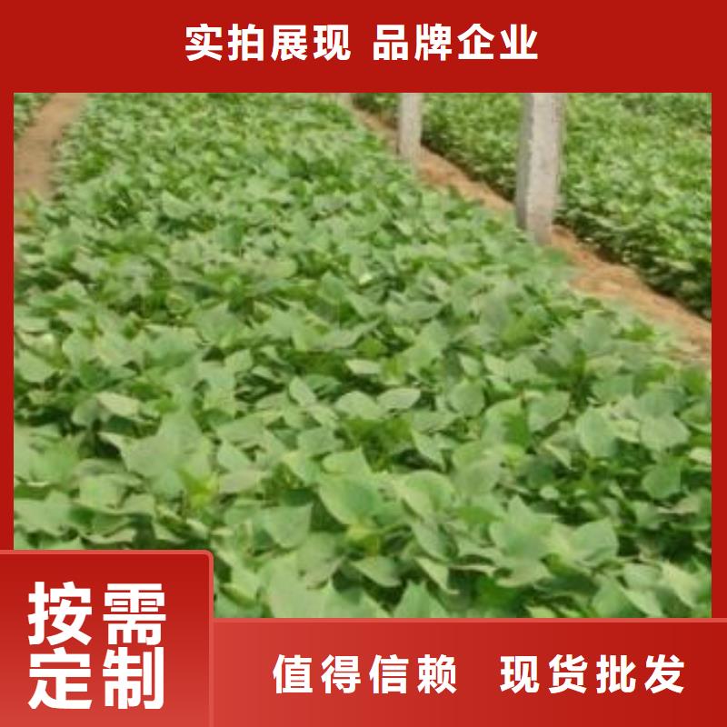 南瓜粉视频-惠来|揭西|梅州|潮州|茂名|湛江|东莞|珠海南瓜粉厂家直销-乐农食品(揭阳市分公司)