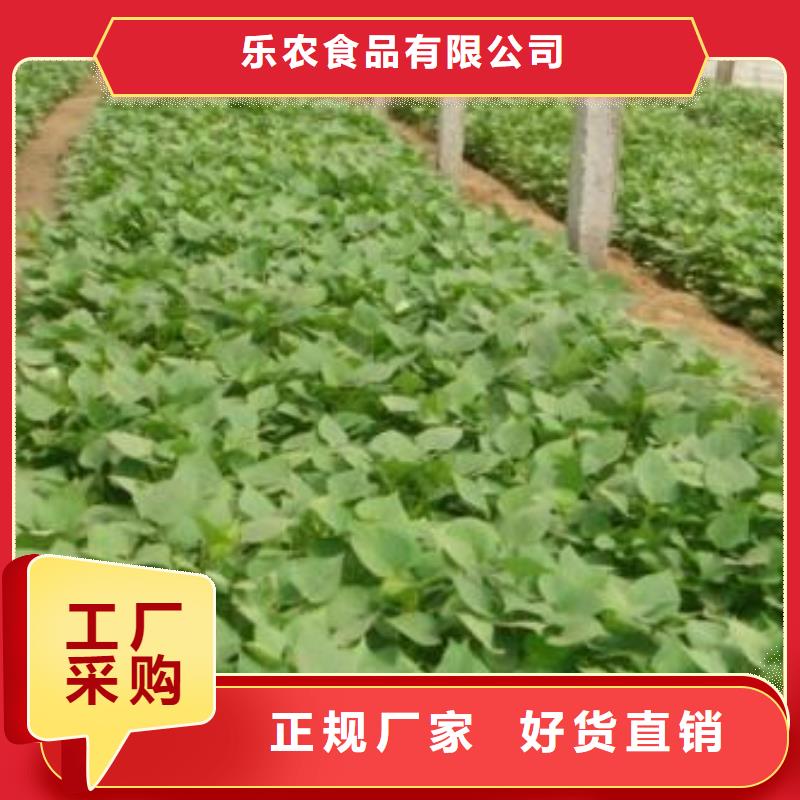 【紫薯苗】胡萝卜粉厂家自营