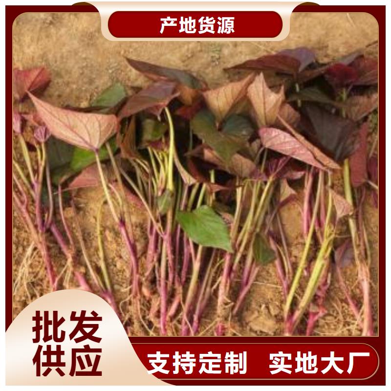 【紫薯苗】紫薯粉商家